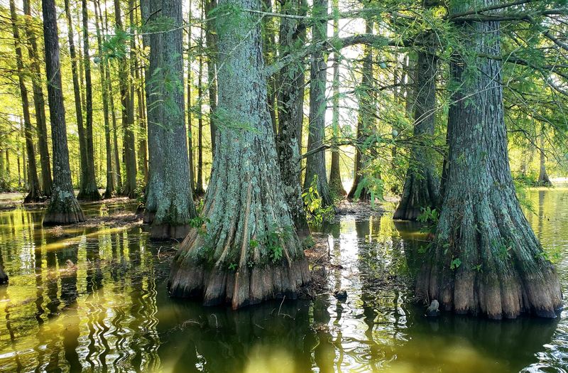 Trap Pond State Park