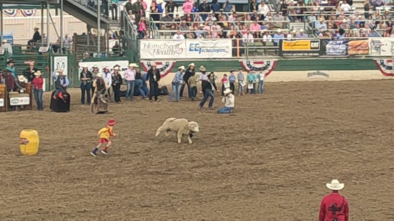 Mutton Busting And Other Pint-Sized Glory