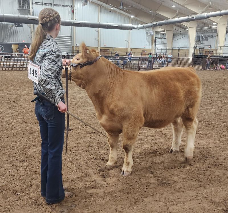 Livestock Barns Where The Real Competition Happens