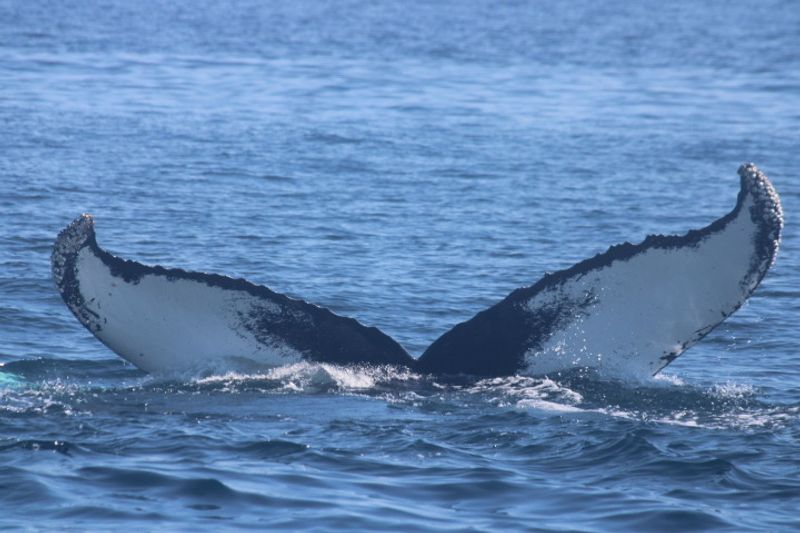 Gloucester Whale Watching