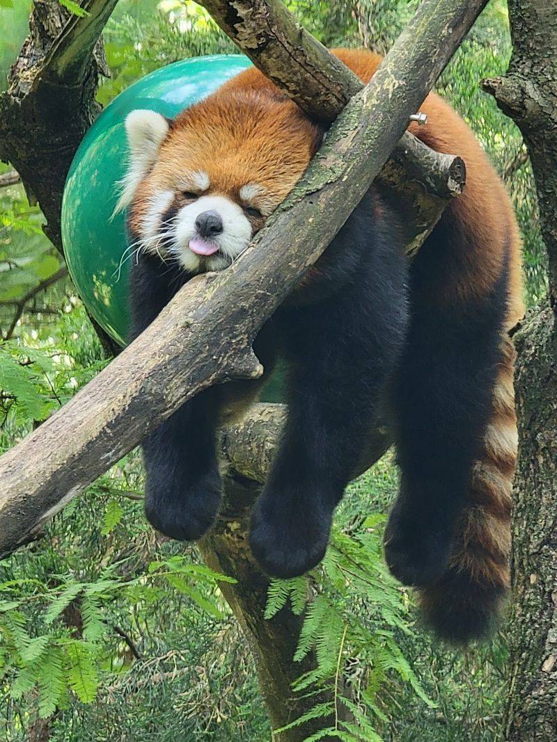 Prospect Park Zoo