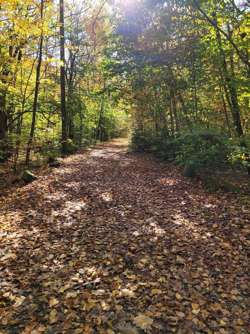 Sanderson Brook Falls Trail, Chester Blandford State Forest, Chester
