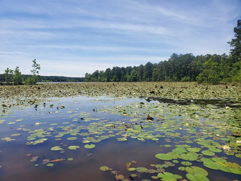 Panther Lake - Crystal Springs