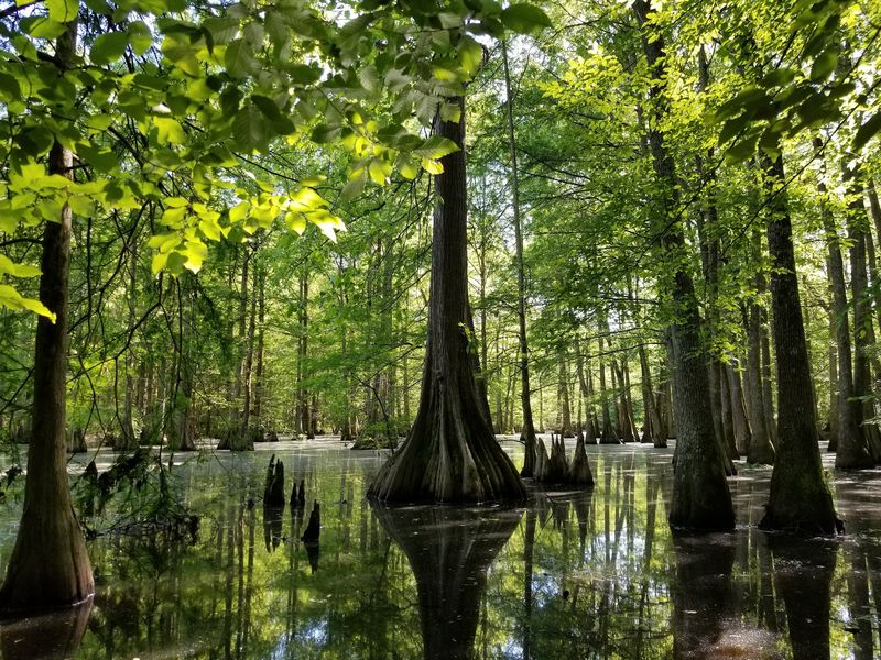 Lee Tartt Nature Preserve 