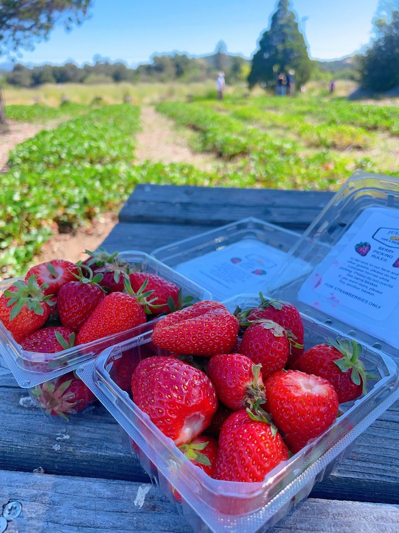 Berry Season Brings Strawberries, Raspberries, And Blackberries