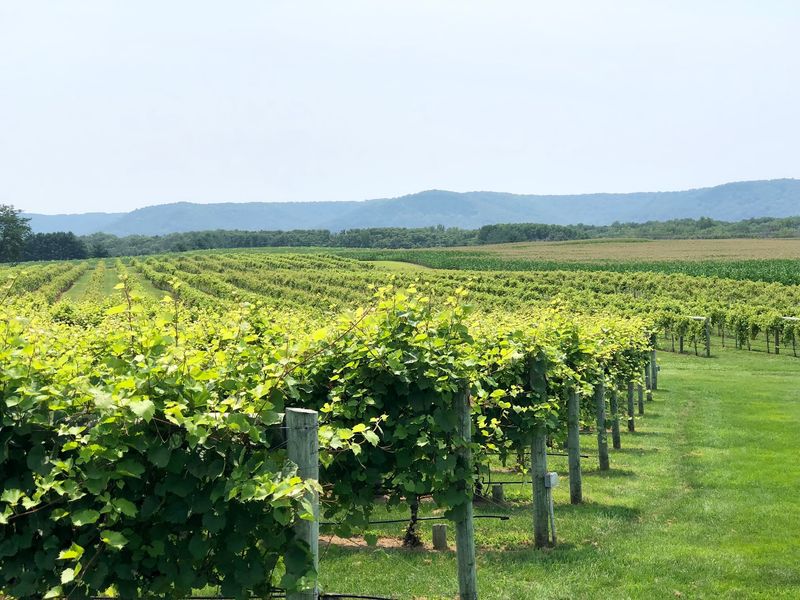 Bluff Country Views That Steal Your Attention