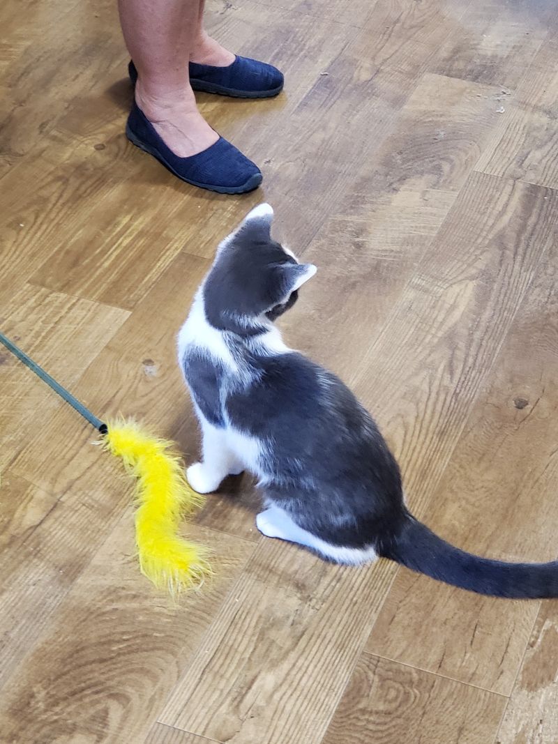 Importance Of Socialization In The Shelter