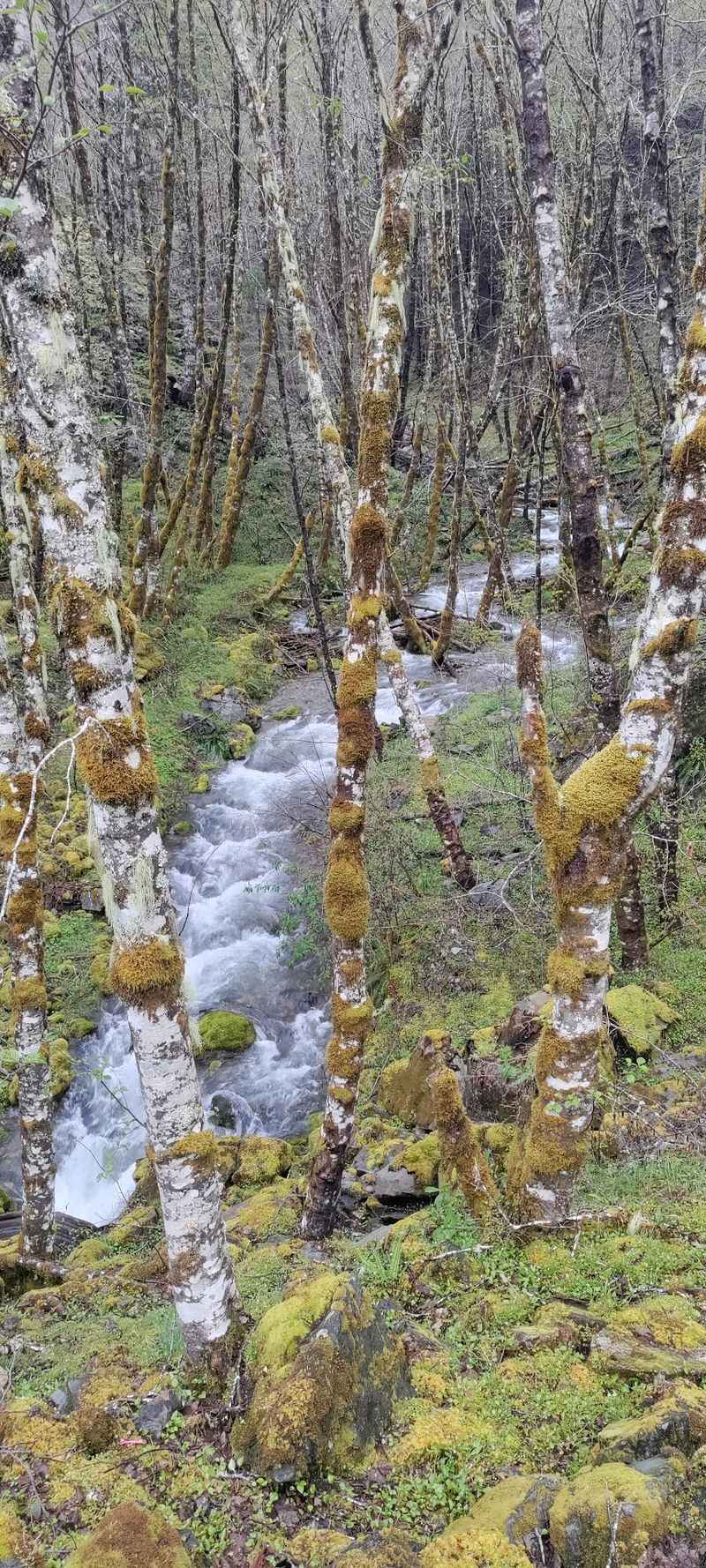 The Willamette National Forest As A Backyard