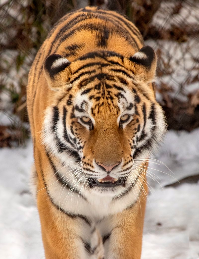 Wild Animals Around Every Corner