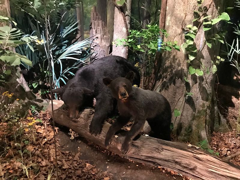 Detailed Exhibits On Regional Wildlife