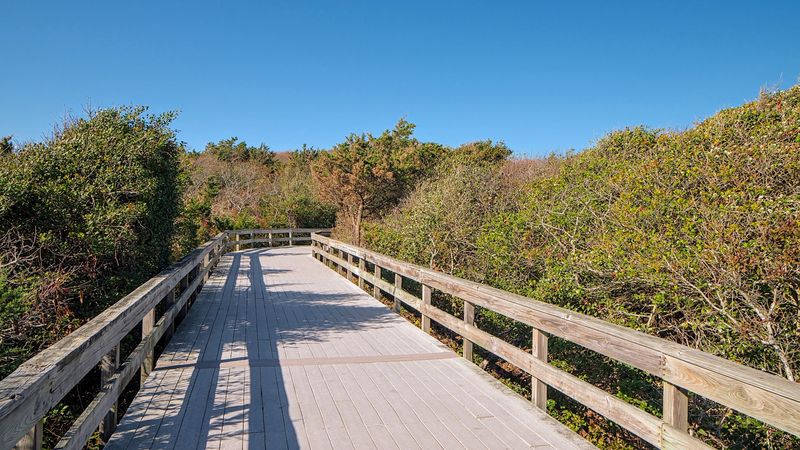 Sunken Forest At Sailors Haven - Fire Island