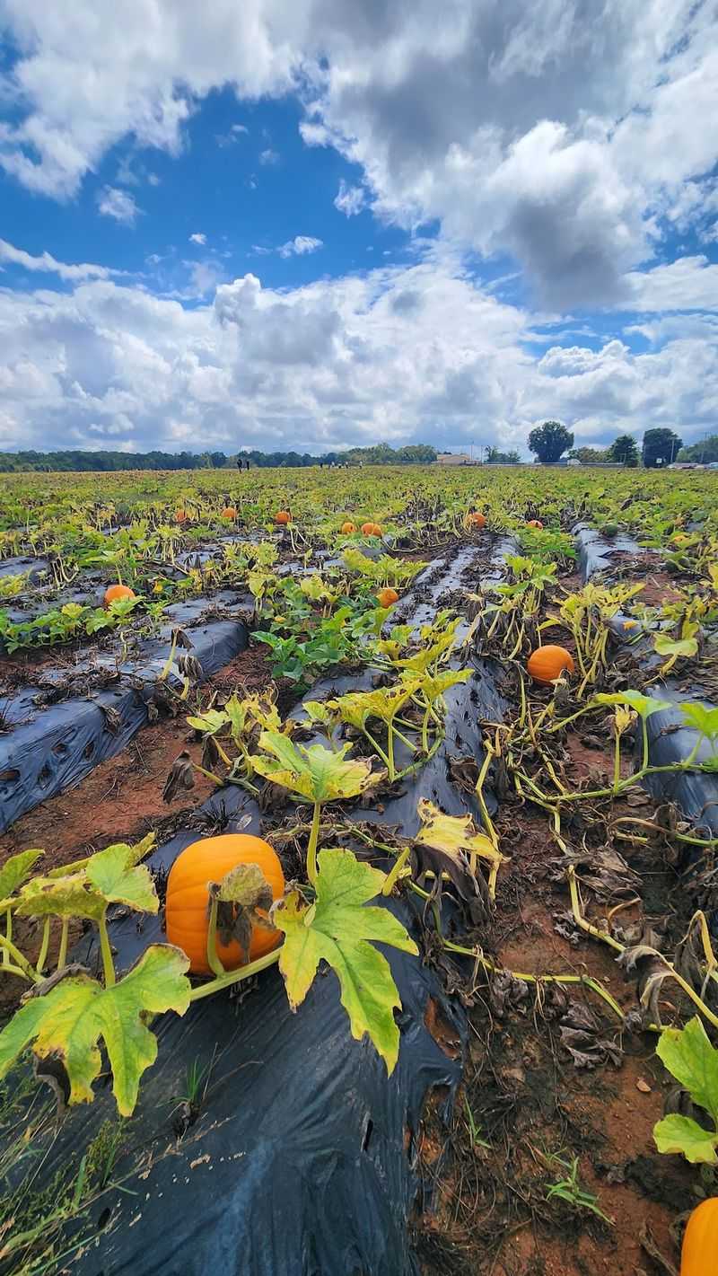 Autumn Brings Pumpkins And Festive Displays