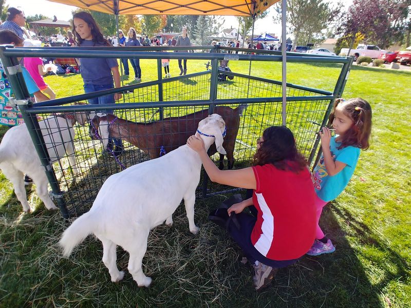 Petting Zoo, Hayrides, And Face Paint