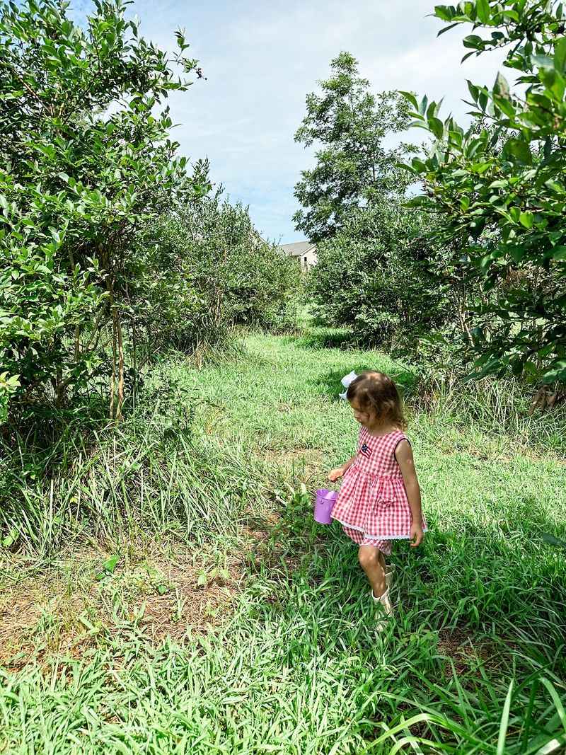 Family Friendly Activities At Fruit Farms