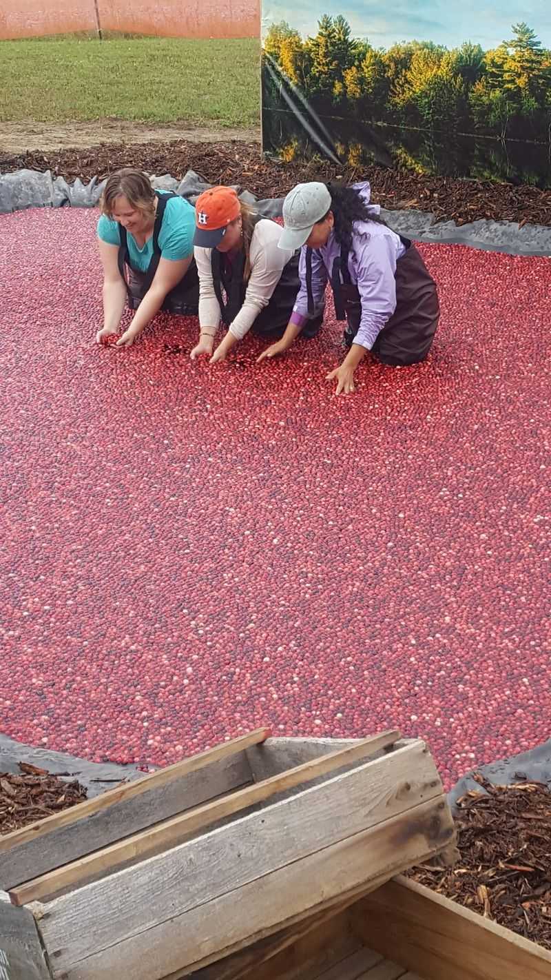 Marsh Tours Show You How The Berries Are Really Harvested