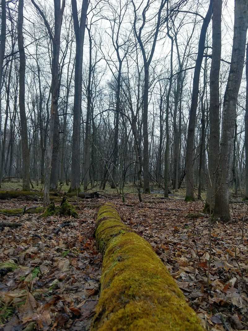 Mature Trees That Tell A Long Story