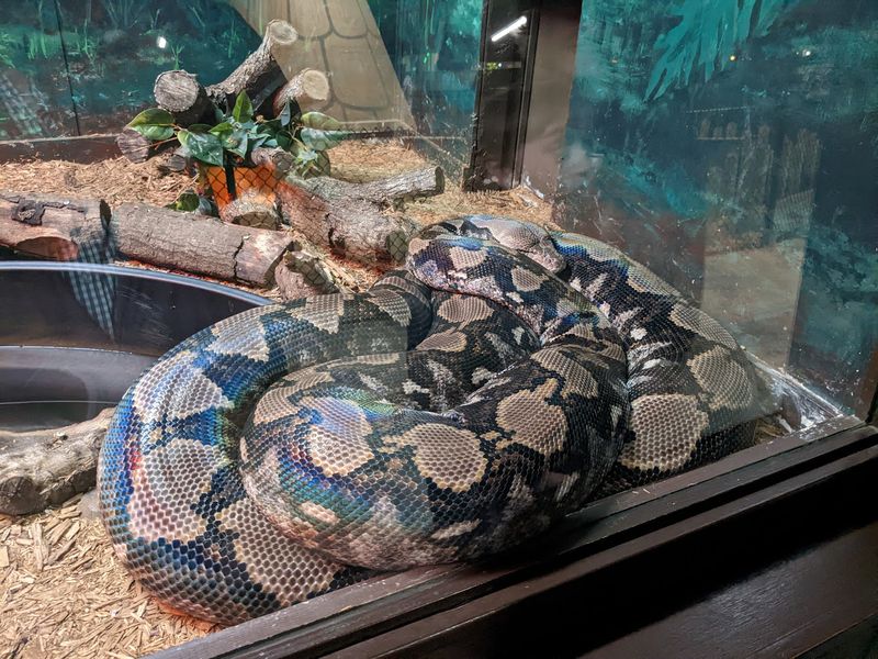 Snake Room Steals The Show