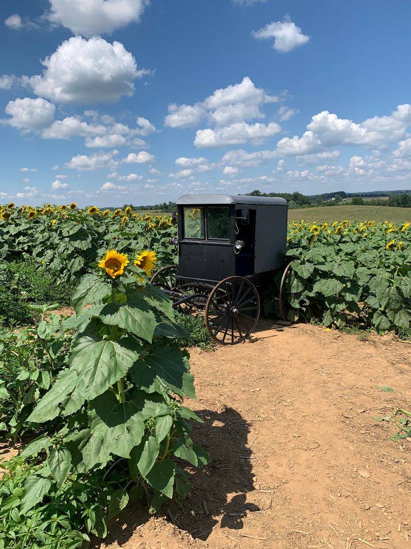 Wagon Wheels And Dusty Farm Lanes