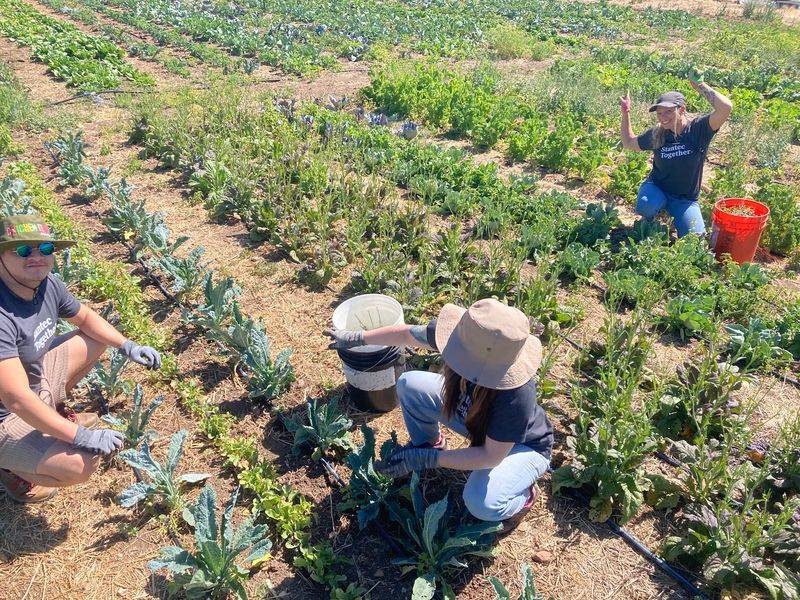 U-Pick Crops Turn Shopping Into An Activity