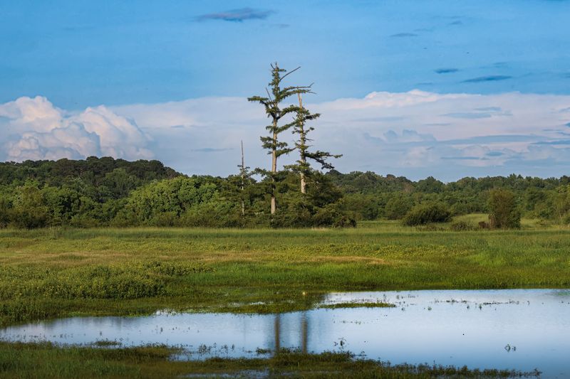 Pearl River Wildlife Management Area