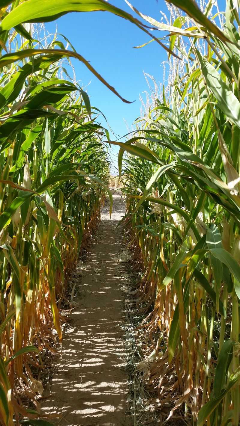 Getting Happily Lost In The Daytime Maze