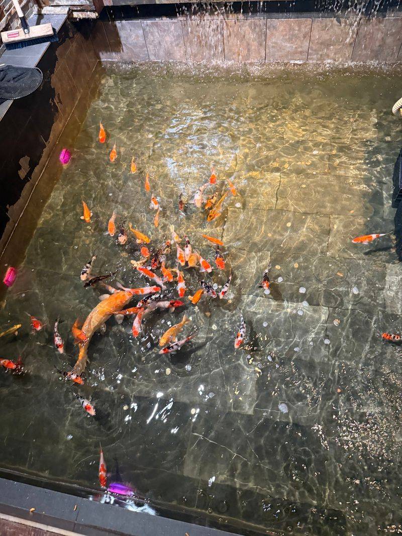 Koi Pond In Lobby