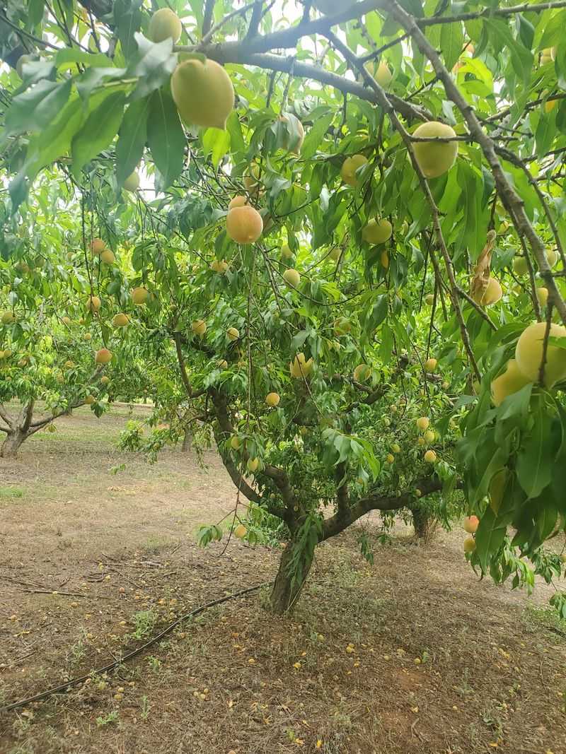 Variety And Quality Of Peach Cultivars Available