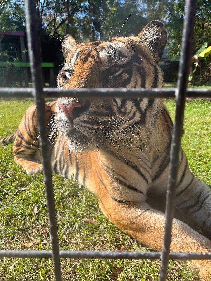 Conservation Efforts Supporting Endangered Animals