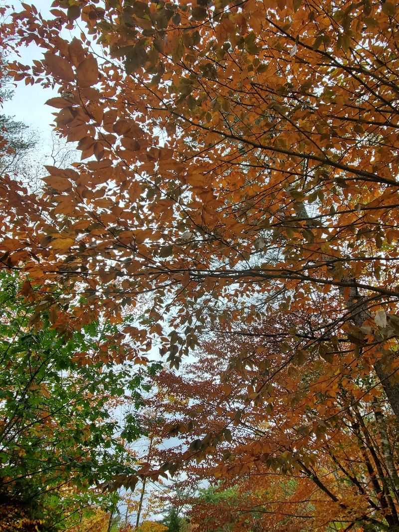 Woodstock At The Edge Of The National Forest