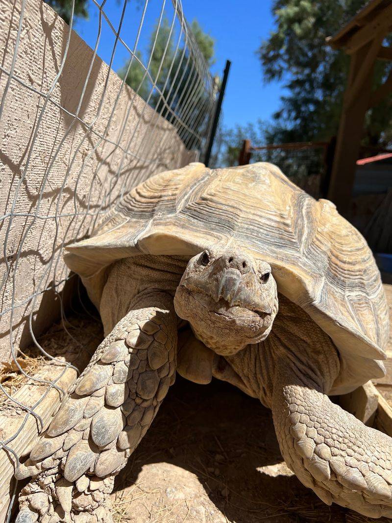 Tortoises And The Reptile Residents