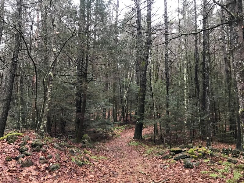 Brooks Woodland Preserve, Petersham