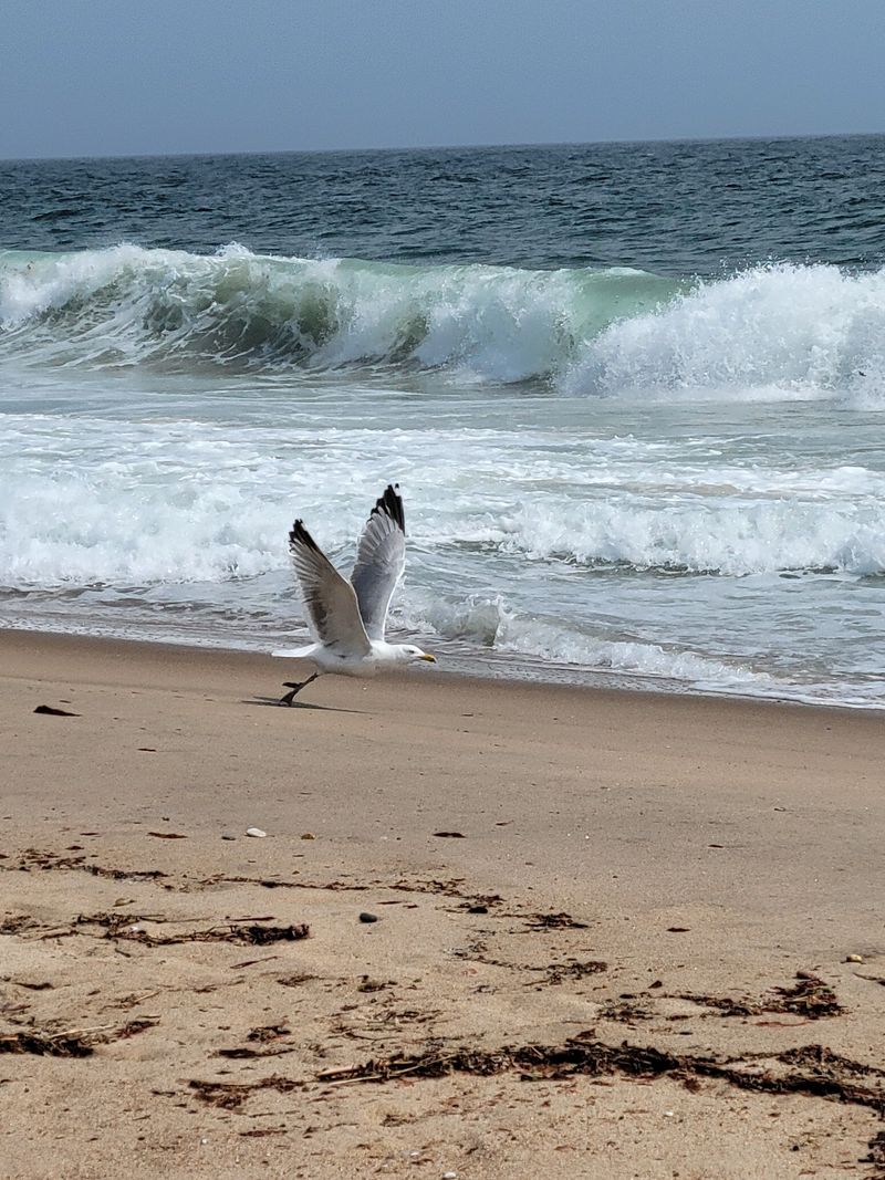 The Wildlife Makes Quiet Moments Even Better