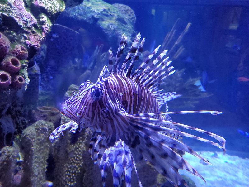 Conservation Efforts Protecting Local Aquatic Life