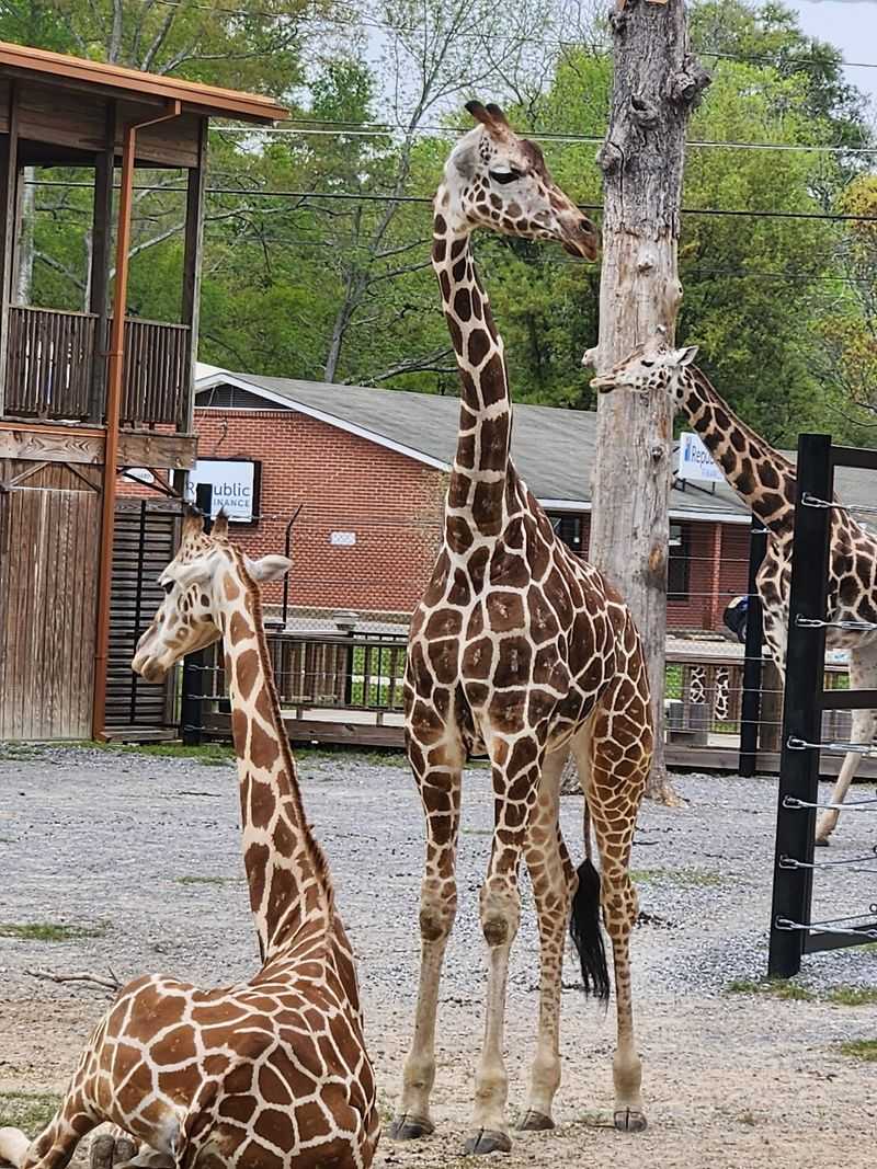 Behind The Scenes Animal Care Practices