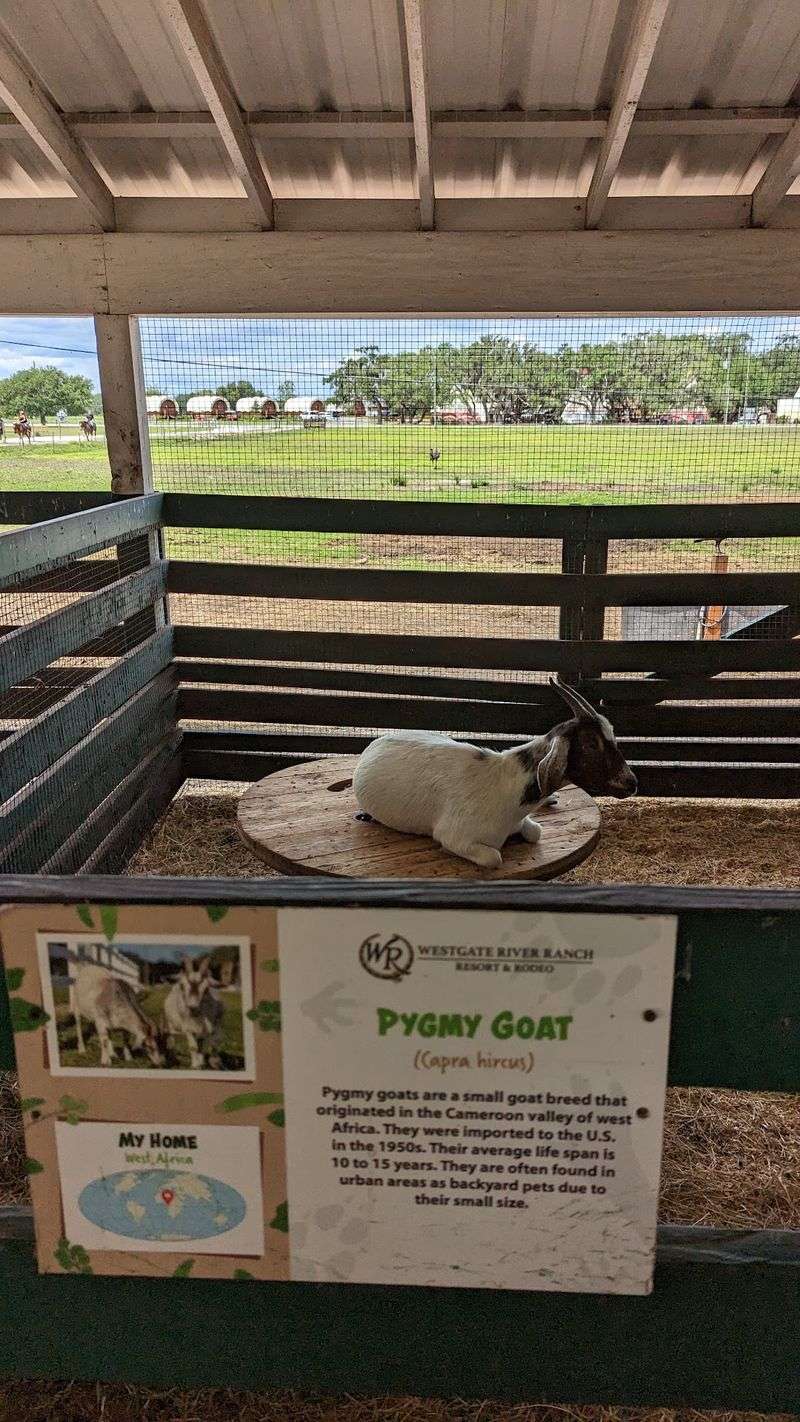Safety Measures For A Fun And Secure Animal Encounter
