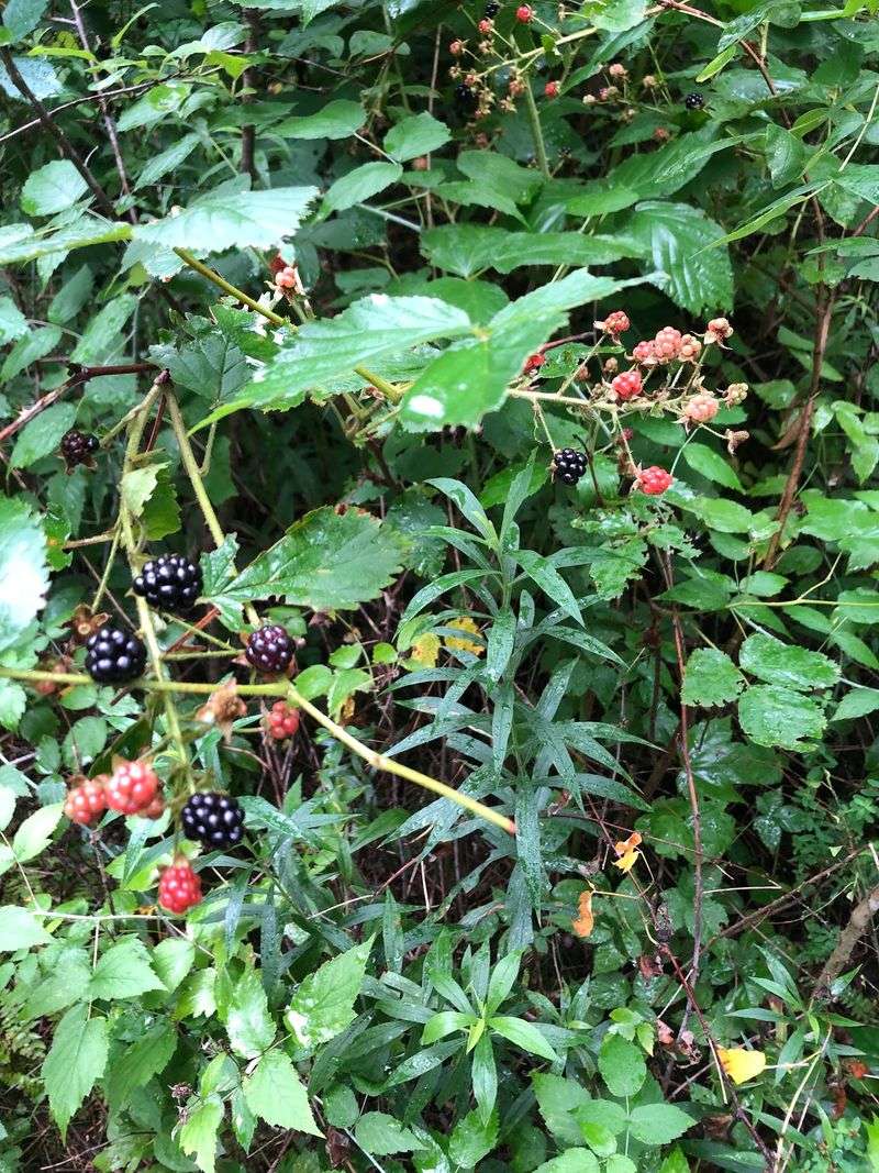 Gardens, Pollinators, And The Small Wonders In Between