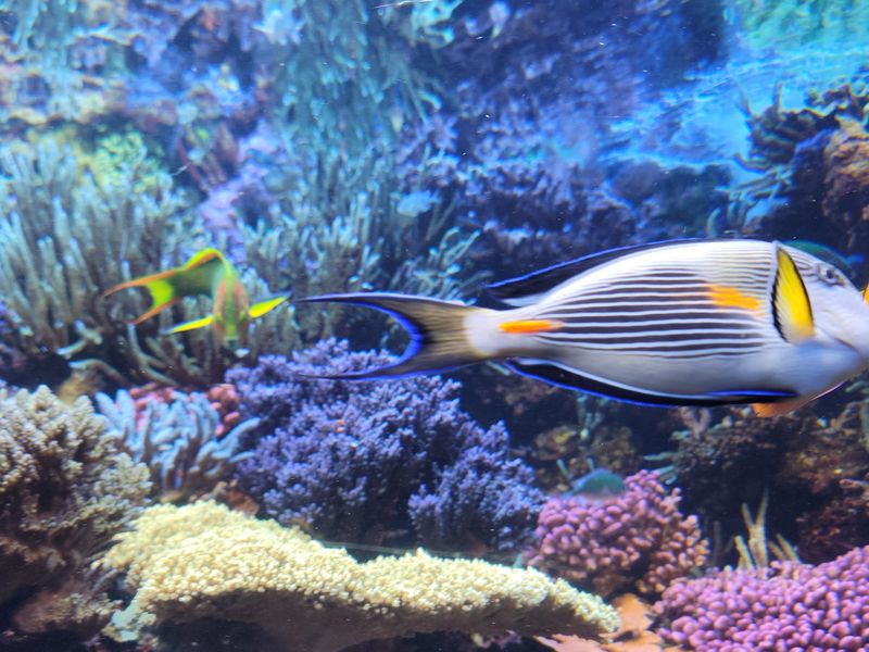 Unique Visual Displays Highlighting Coral Reefs