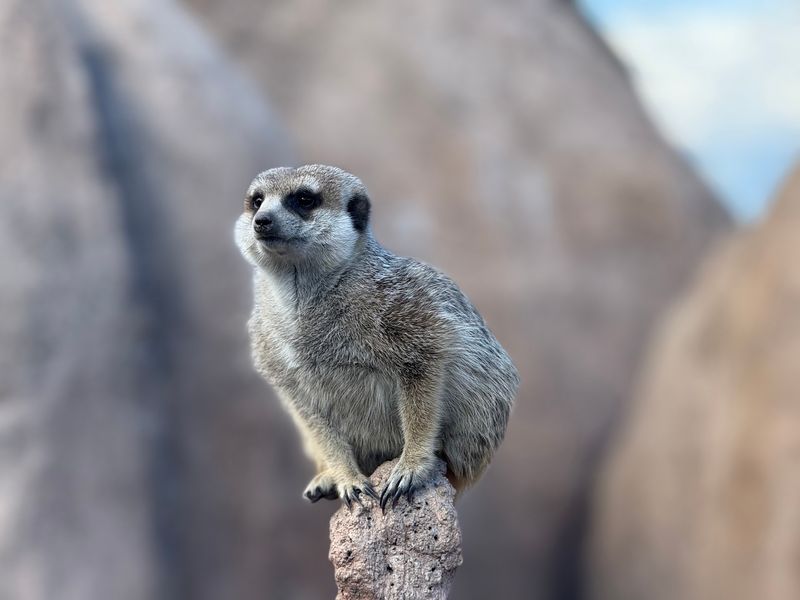 Small Animals, Big Personalities