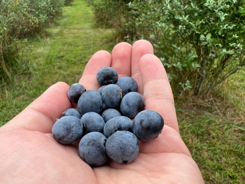 Health Benefits Of Blueberries From Farms