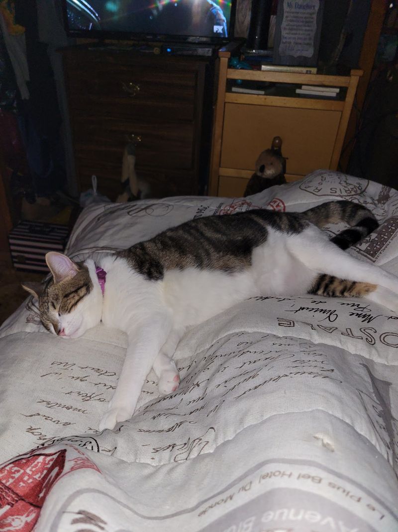 Challenges In Cat Rescue And Rehabilitation