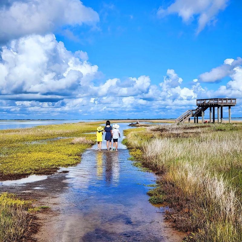 Wildlife Species That Inhabit The Coastal Area