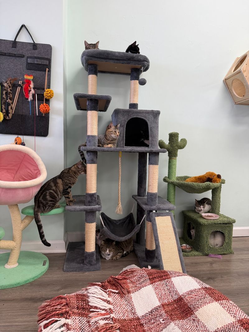 The Shabby Tabby Cat Cafe and Kitten Lounge — 197 W Main St, Sayville, NY 11782