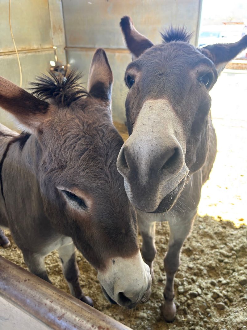 Birthday Parties And Group Gatherings On The Ranch
