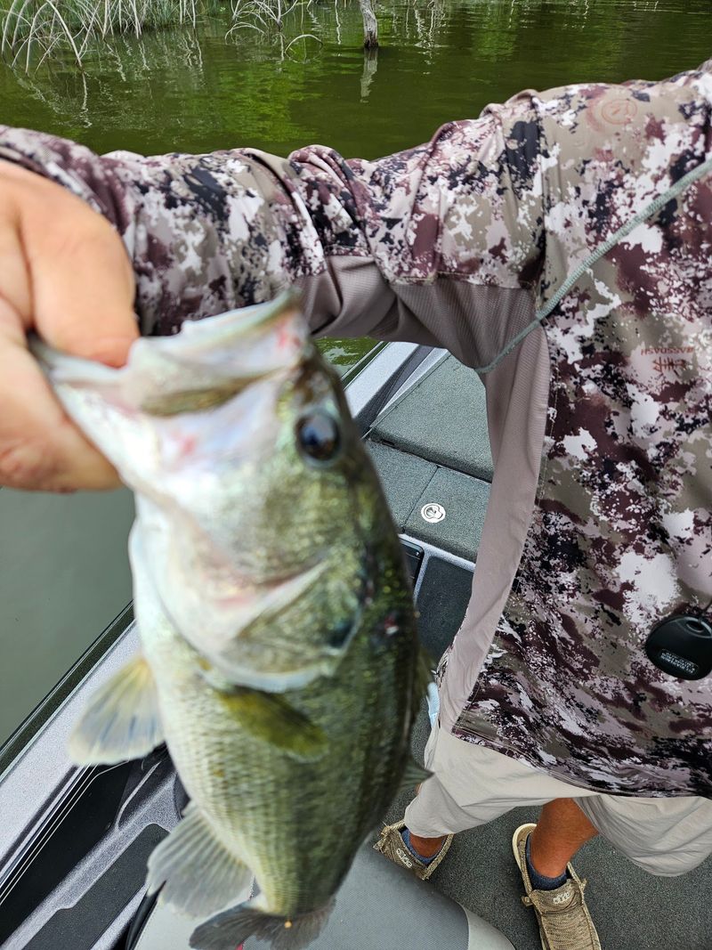 Slot Limits That Keep Giants Swimming