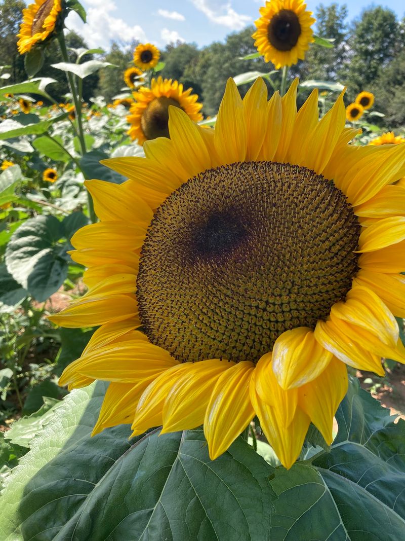 Local Farming Practices And Sustainability