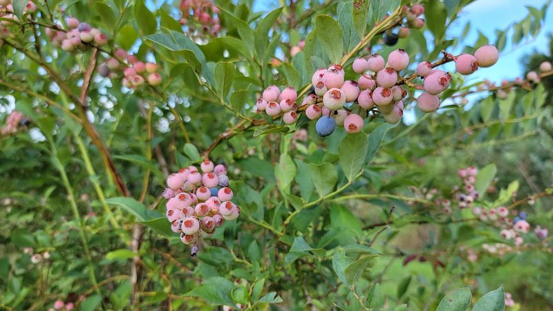 Sustainable Farming Practices Behind The Berries