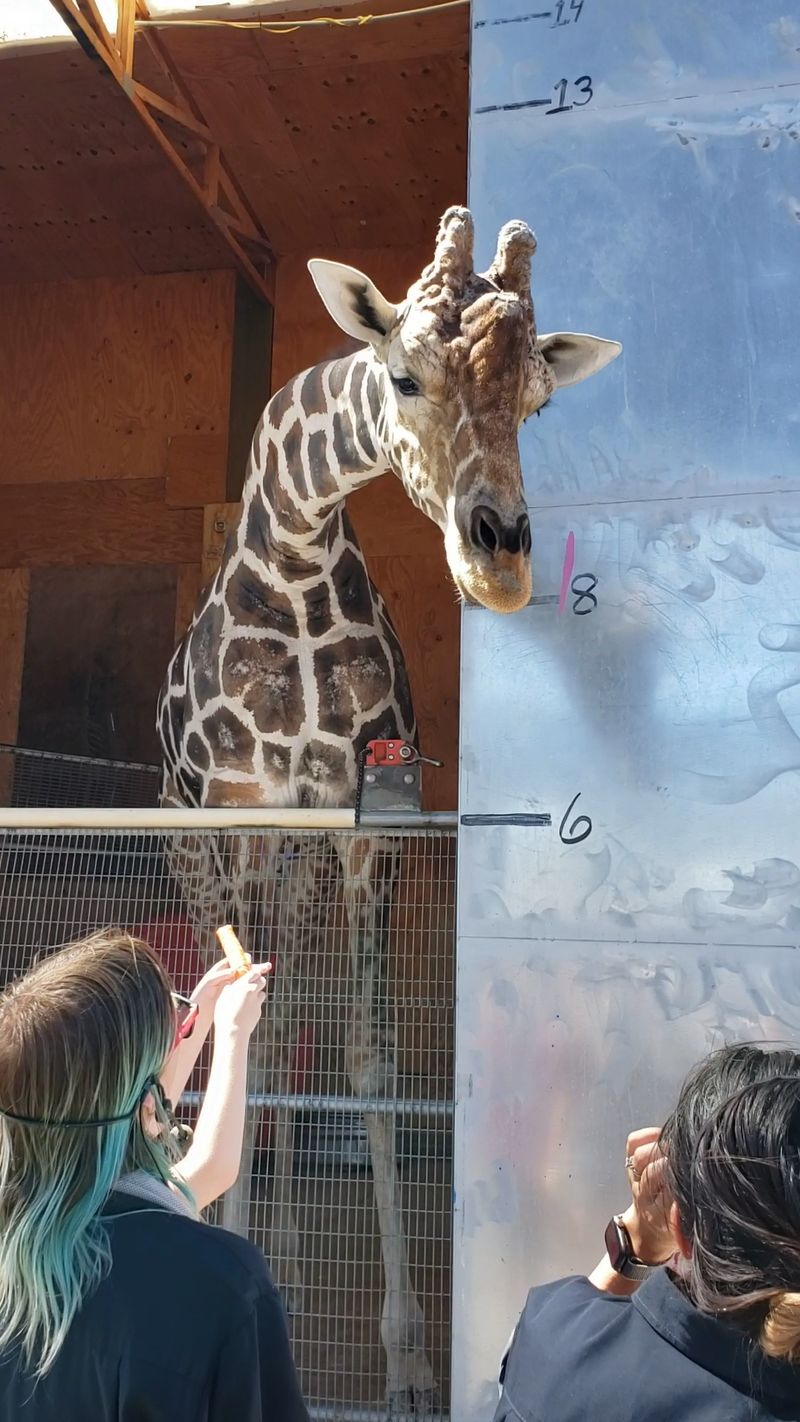 The Painting Giraffe Who Became A Legend