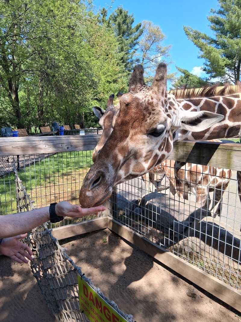 The Giraffe Feeding Experience That Changes Everything