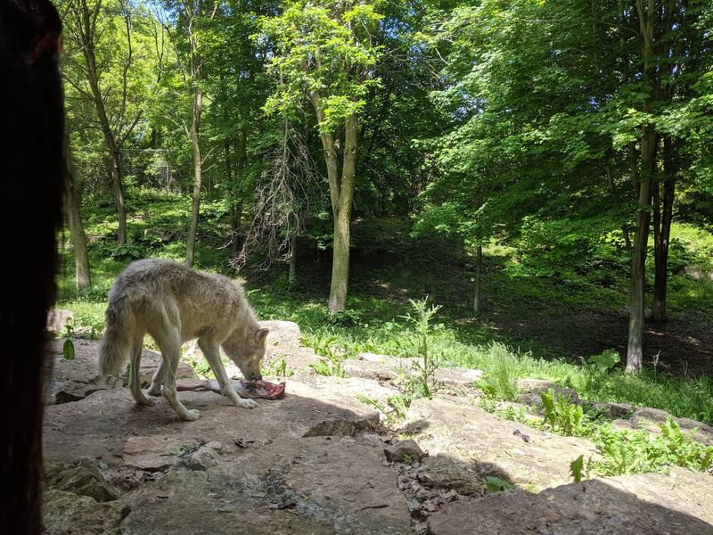 Wolves, Cougars, And Other Residents You Can Watch Up Close