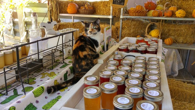 The Barn Cats Who Basically Run The Place